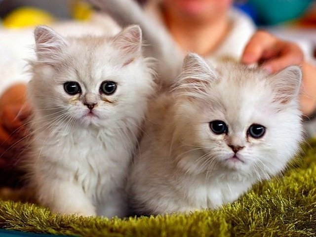 Породы кошек в Новохоперске | ЗооТом портал о животных