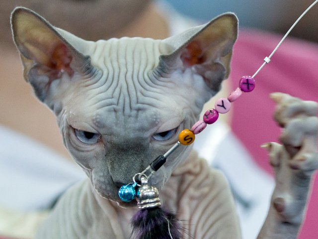 Выставки кошек в Новохоперске | ЗооТом портал о животных
