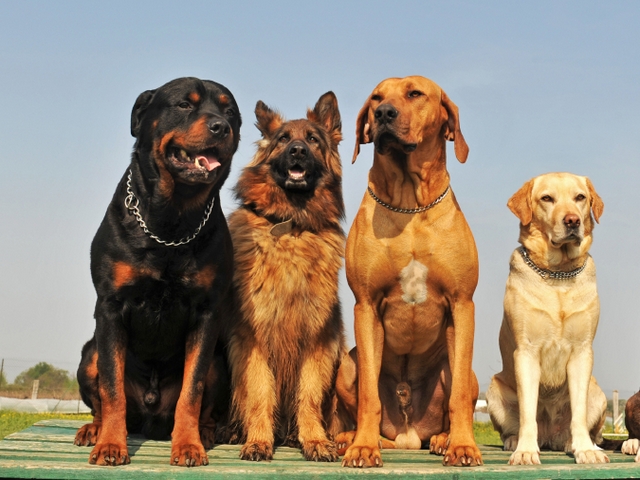 Крупные породы собак в Новохоперске | ЗооТом портал о животных
